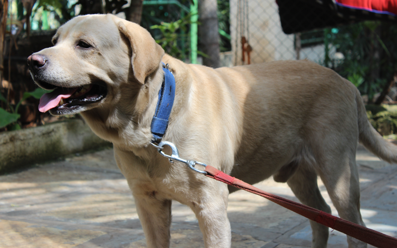 Andy's Dog Hostel, Andys Dog Hostel, Pune pet kennel, dog grooming.