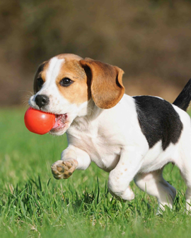 Andy's Dog Hostel, Andys Dog Hostel, Pune pet kennel, dog grooming.